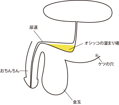 オシッコの溜まり場の図